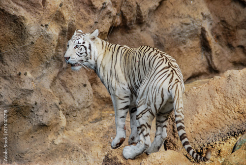 Canvas Print tiger in zoo, digital photo picture as a background