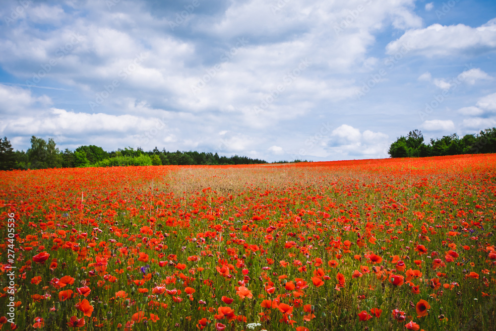 pola maków  Papaveraceae Juss 