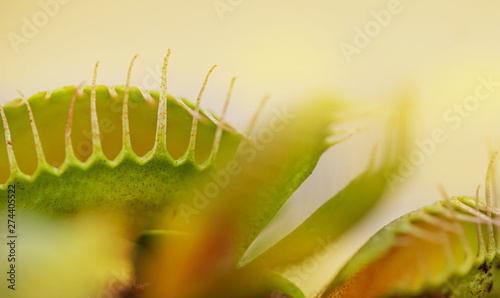 Flieschfressende Pflanze Venusfliegenfalle Fliegen Falle Fressen, photo