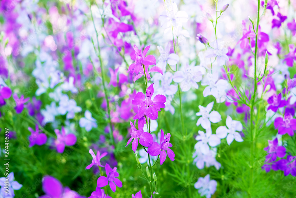 Obraz premium floral background. wildflowers .wild flowers background