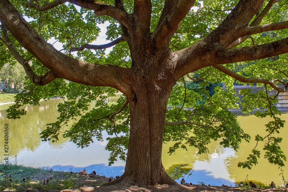 Tree at the lake with ducks