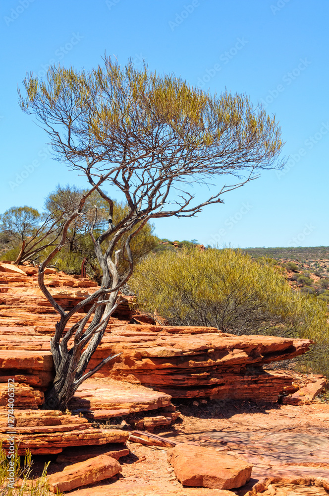 A shrub surviving in an inhospitable environment - Kalbarri, WA, Australia A shrub surviving in an inhospitable environment - Kalbarri, WA, Australia