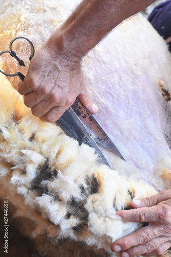 Shearing sheep. Farmer shearing sheep with old rusty scissors photo