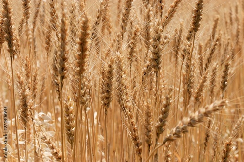 収穫時の小麦畑、６月