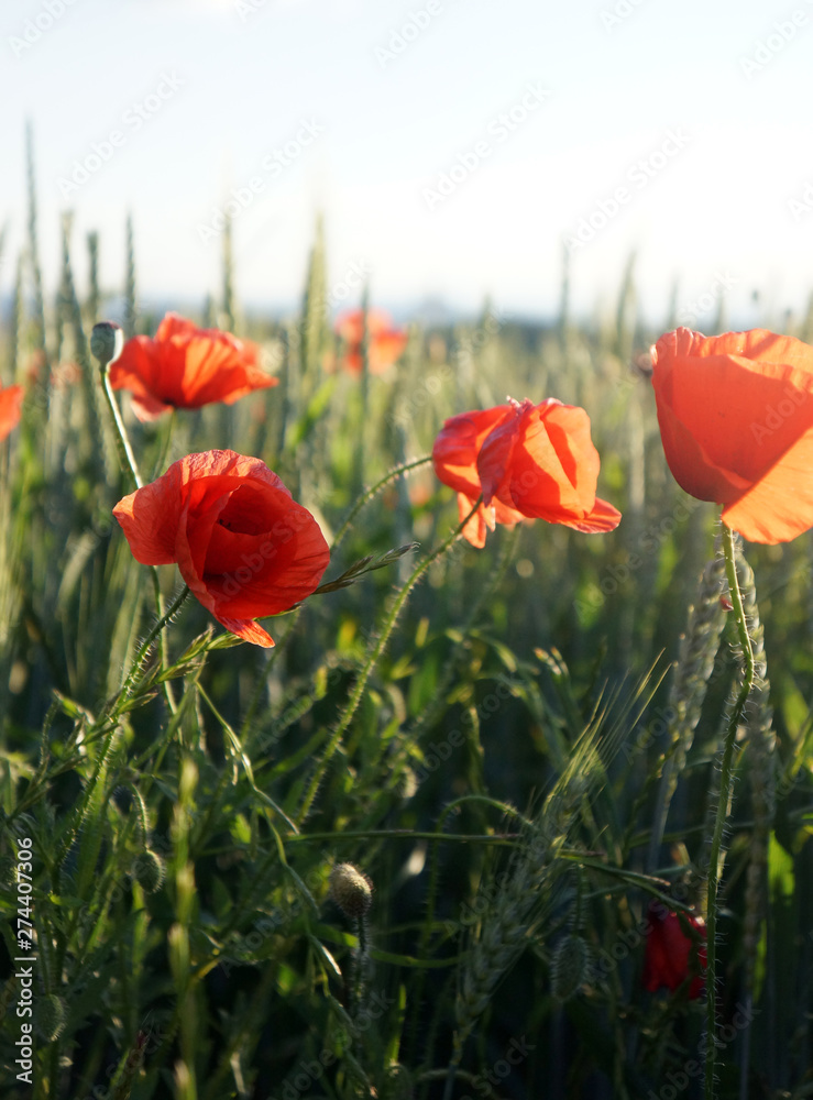 Obraz premium red poppies in a field