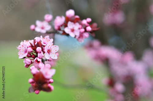 Close up of spring flowers on blurred background
