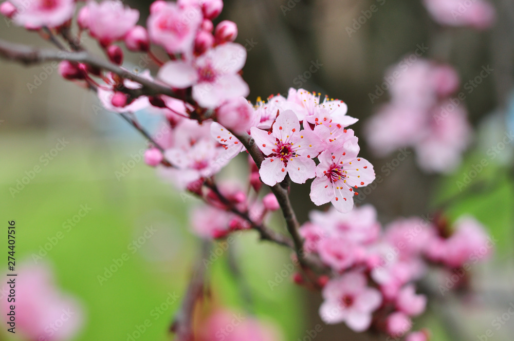Close up of pink spring flowers Close up of pink spring flowers