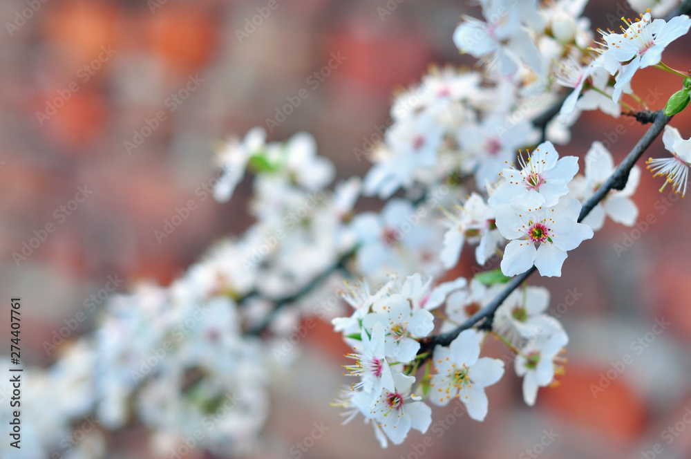 Fototapeta premium White spring flowers against a brick wall