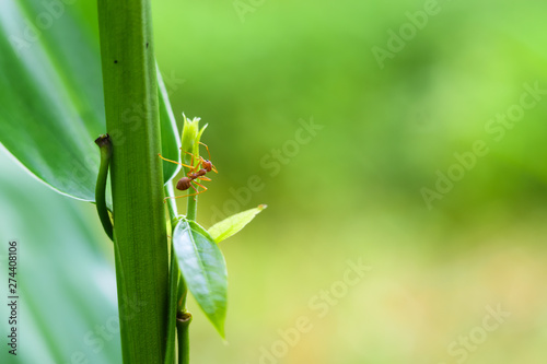 Red ants on the tree, Green blurred background,Nature and animals