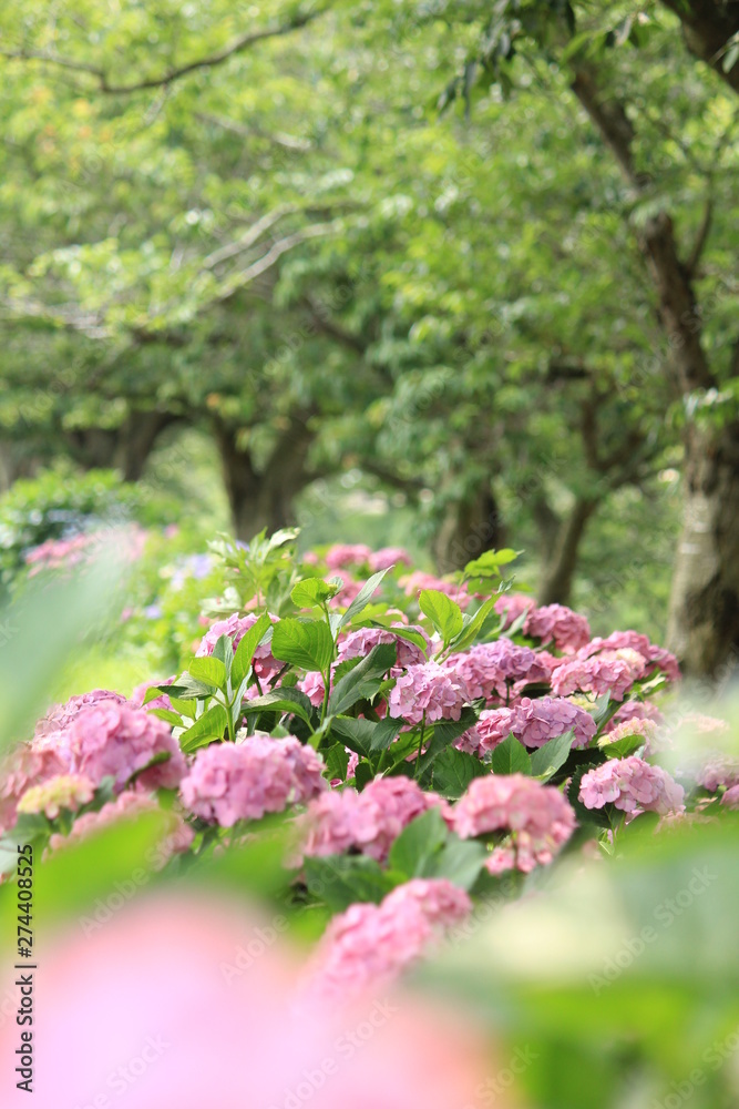 Obraz premium 松崎町 那珂川沿いの紫陽花の小径