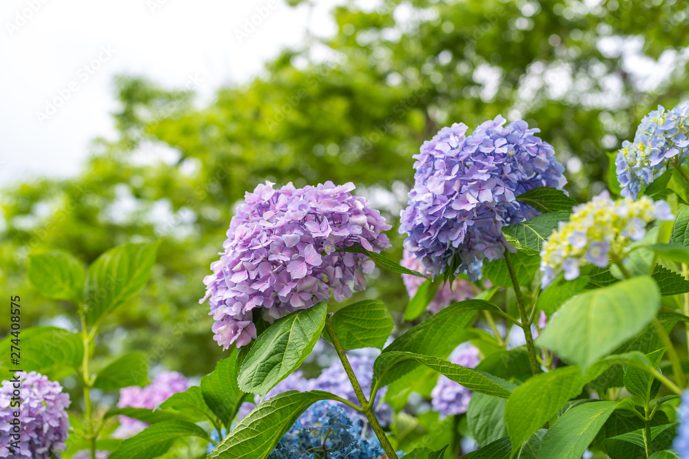紫陽花