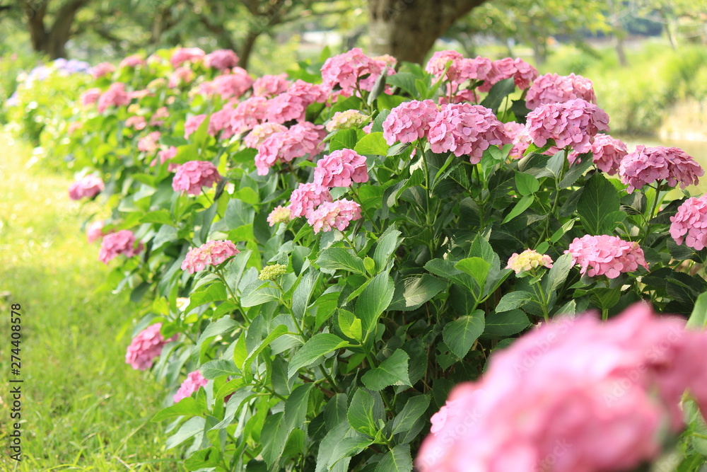 Obraz premium 松崎町 那珂川沿いの紫陽花の小径
