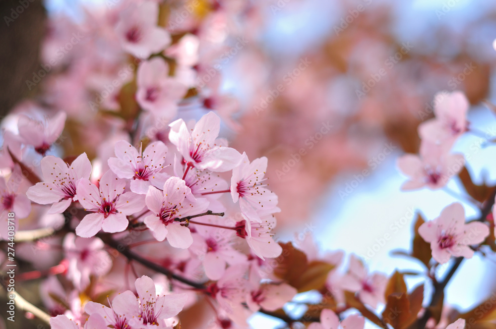 Pink flowers on a blurred background