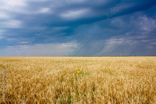landscape of ears of golden wheat in a field on the background the dark blue sky
