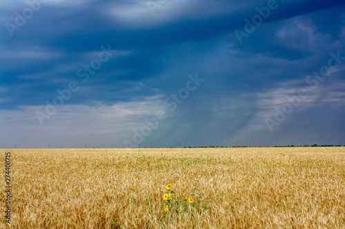 Wheat field landscape on a background of dark blue rain sky