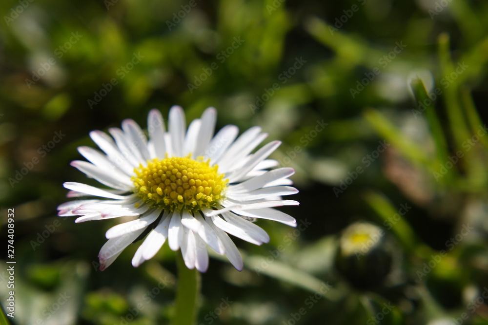 Kamillenblüte Kamillenblüte