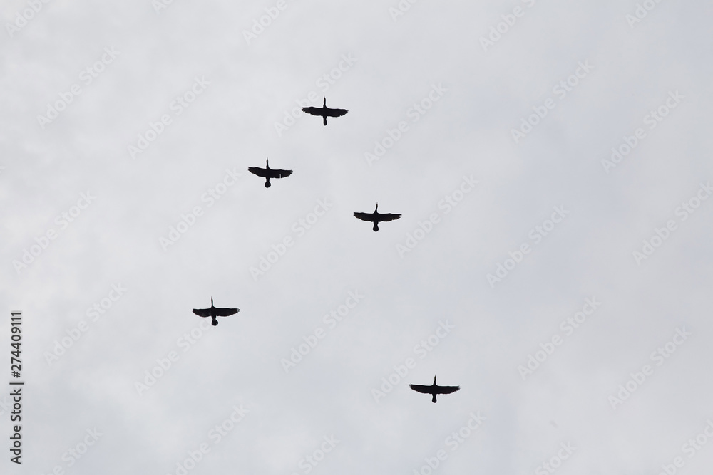 A flock of birds flying symbol A flock of birds flying symbol