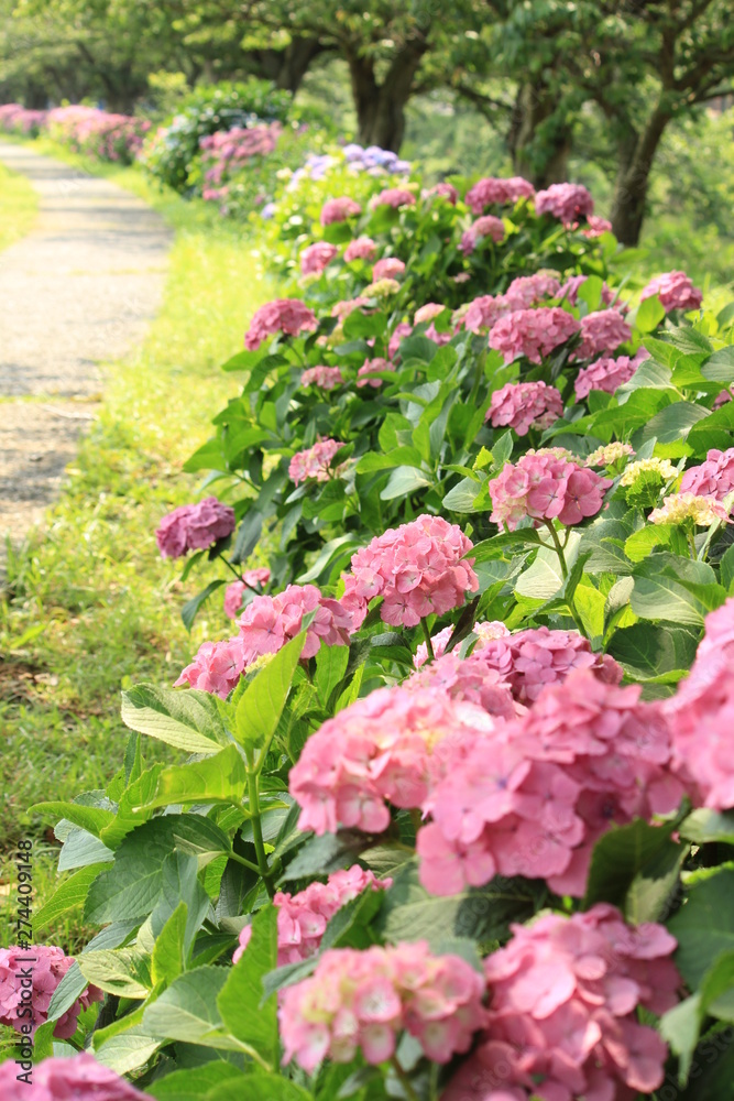 松崎町 那珂川沿いの紫陽花の小径 松崎町 那珂川沿いの紫陽花の小径