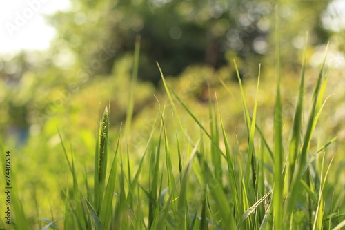 green blades of grass at sunrise