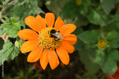 bee viewed from the top on a single orange flower on green background