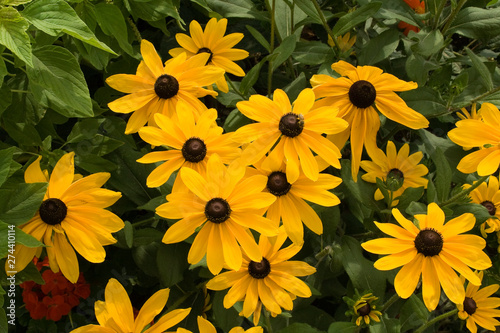 black-eyed susans (rudbeckia) with a bee