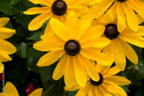 many black-eyed susans (rudbekia - yellow flowers)