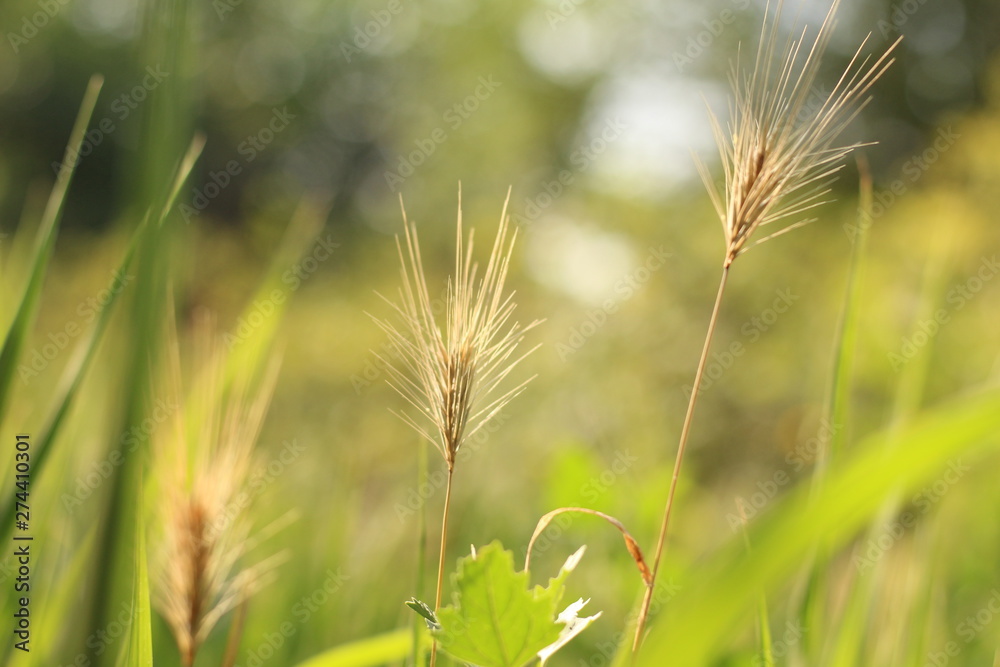 green blades of grass at sunrise green blades of grass at sunrise