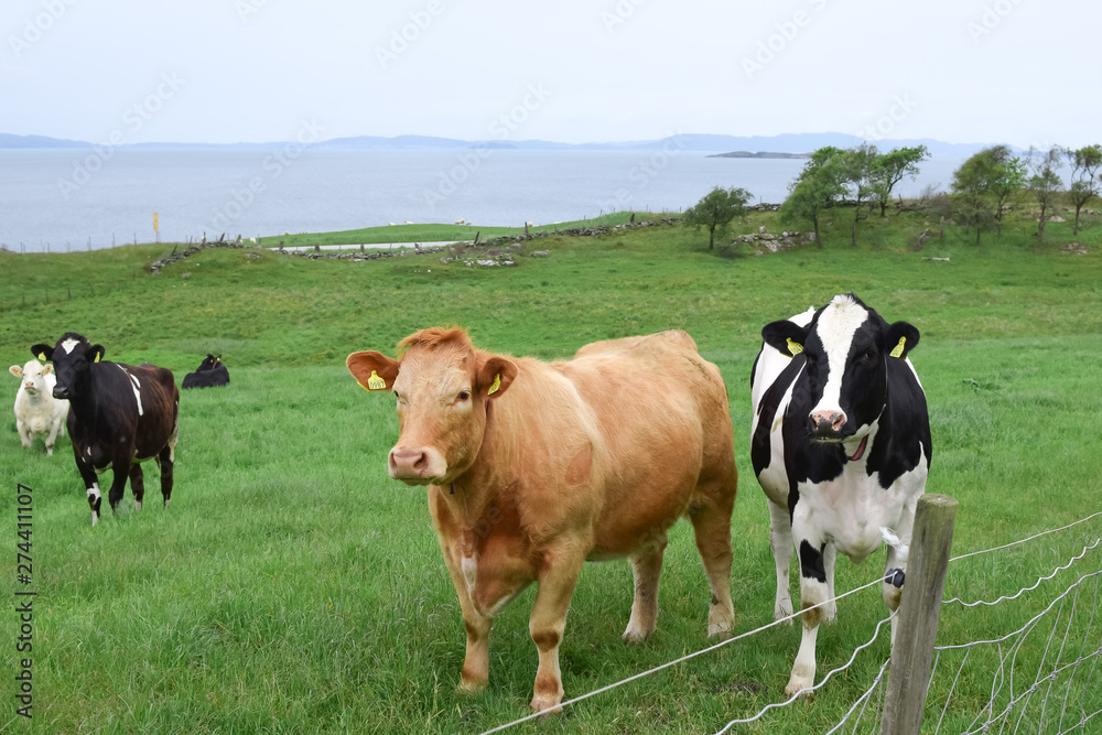 Cows graze on a green pasture by the sea. Breed of Angus cows. Agriculture and livestock in Norway.