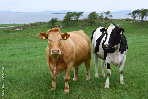Cows graze on a green pasture by the sea. Breed of Angus cows. Agriculture and livestock in Norway. The cows are marked with numbers attached to the ears.