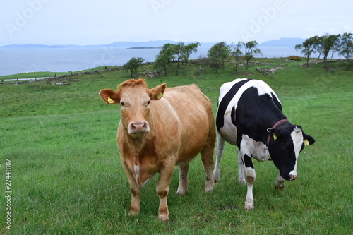 Cows graze on a green pasture by the sea. Breed of Angus cows. Agriculture and livestock in Norway.