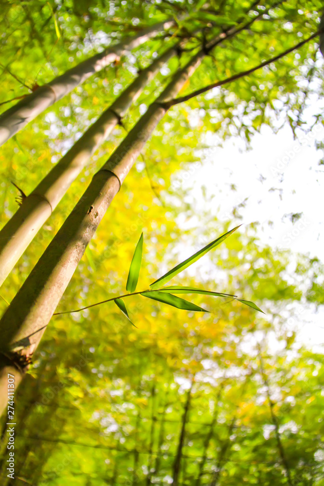 Fototapeta premium Fresh bamboo forest, green natural background