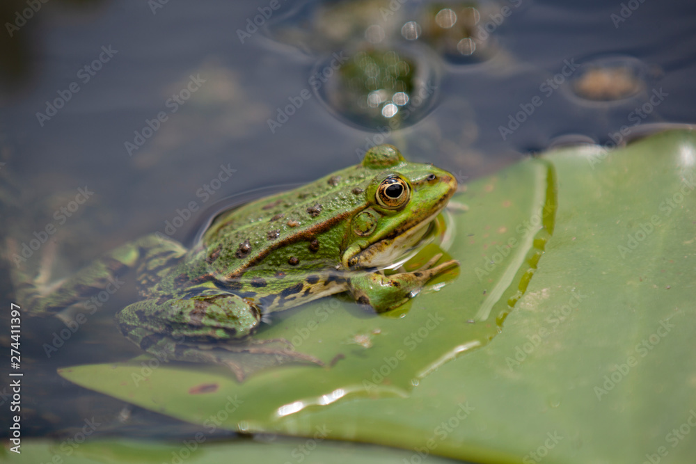 Teichfrosch, Pelophylax esculentus Teichfrosch, Pelophylax esculentus