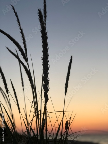 silhouette of grass against sky