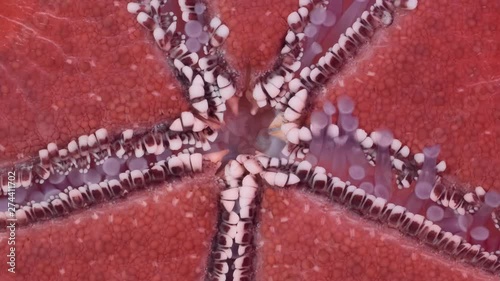 Detail of starfish is hides water vascular system for locomotion. Closeup of starfish vascular system on aquarium glass. Red-knobbed Sea Star (Protoreaster linckii). Super macro 3:1, 4K - 50fps photo