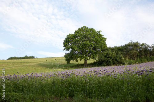 wald und wiesen wunder