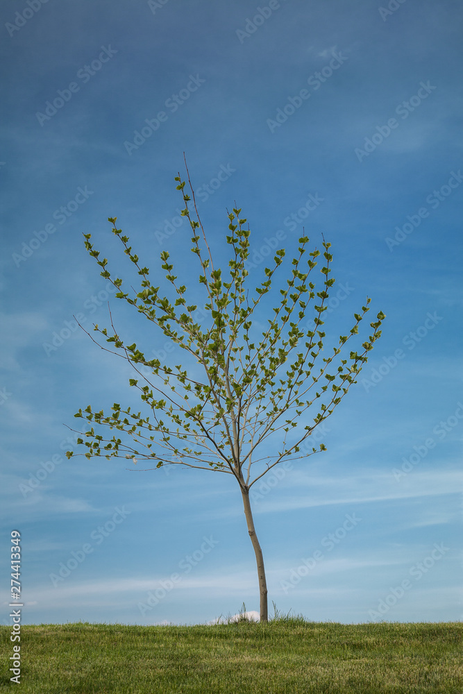 Obraz premium Lonely tree on a hill