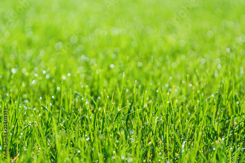 Green grass field or lawn. Summer background with copy space.