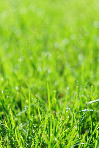 Green grass field or lawn. Summer background with copy space.