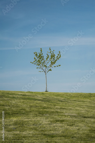 Lonely tree on a hill