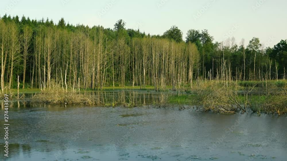 Water flows on the lake marsh. In the background the forest. Masuria Warmia Poland. Water flows on the lake marsh. In the background the forest. Masuria Warmia Poland.