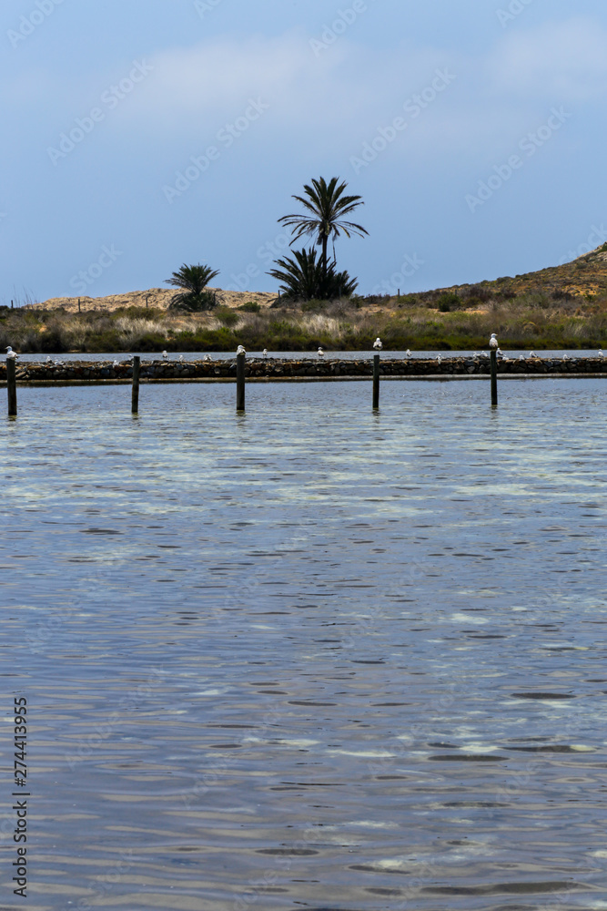 Seagulls seat on the posts at the Salt Flats, in Las Amoladeras beach at Cabo de palos, La Manga, Murcia, Spain