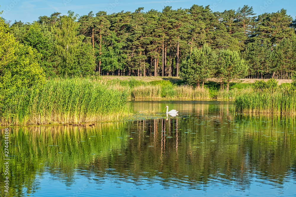 Beautiful morning landscape. Lake in the forest and a lonely swan at the golden hour. lake in forest Beautiful morning landscape. Lake in the forest and a lonely swan at the golden hour. lake in forest