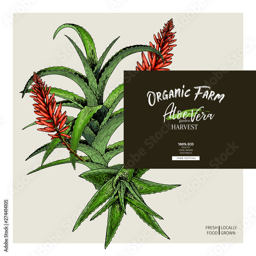 Hand drawn aloe vera branch and flower. Engraved vector banner. Moisturizing and healing. Food ingredient, aromatherapy, cooking. For cosmetic package design, medicinal herb, treating, healthcare.
