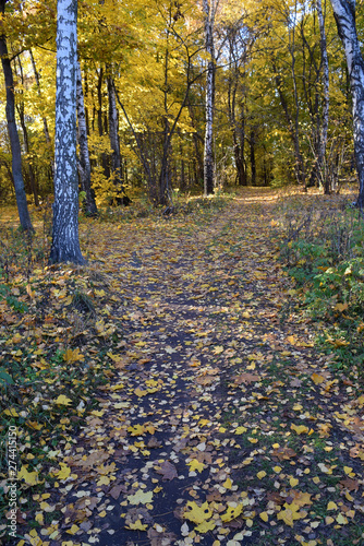 Walkway in a birch grove covered with yellow fallen leaves. Non-urban autumn landscape. Copy space.