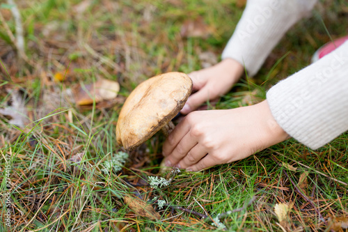 season, nature and leisure concept - close up of hands picking mushroom in autumn forest