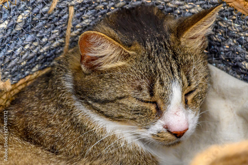 You see a domestic cat lying relaxed in a woven basket and let the sunlight shine in the face.