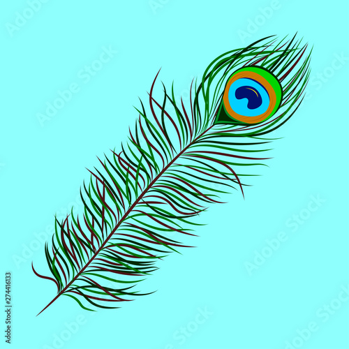 Vector image of peacock feather