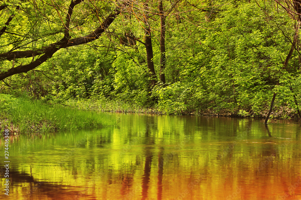 Beautiful river in the forest. Reflection of trees in the water