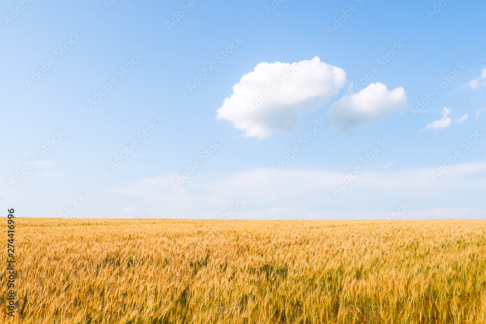 cloud of wheat and field