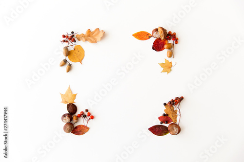 nature, season and botany concept - frame of different dry fallen autumn leaves, chestnuts, acorns and berries on white background